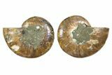 Cut & Polished, Agatized Ammonite Fossil - Madagascar #344147-1